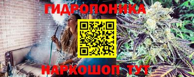 гашик Новокубанск